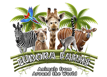 Welcome to Eudora Wildlife Safari Park - Eudora Farms