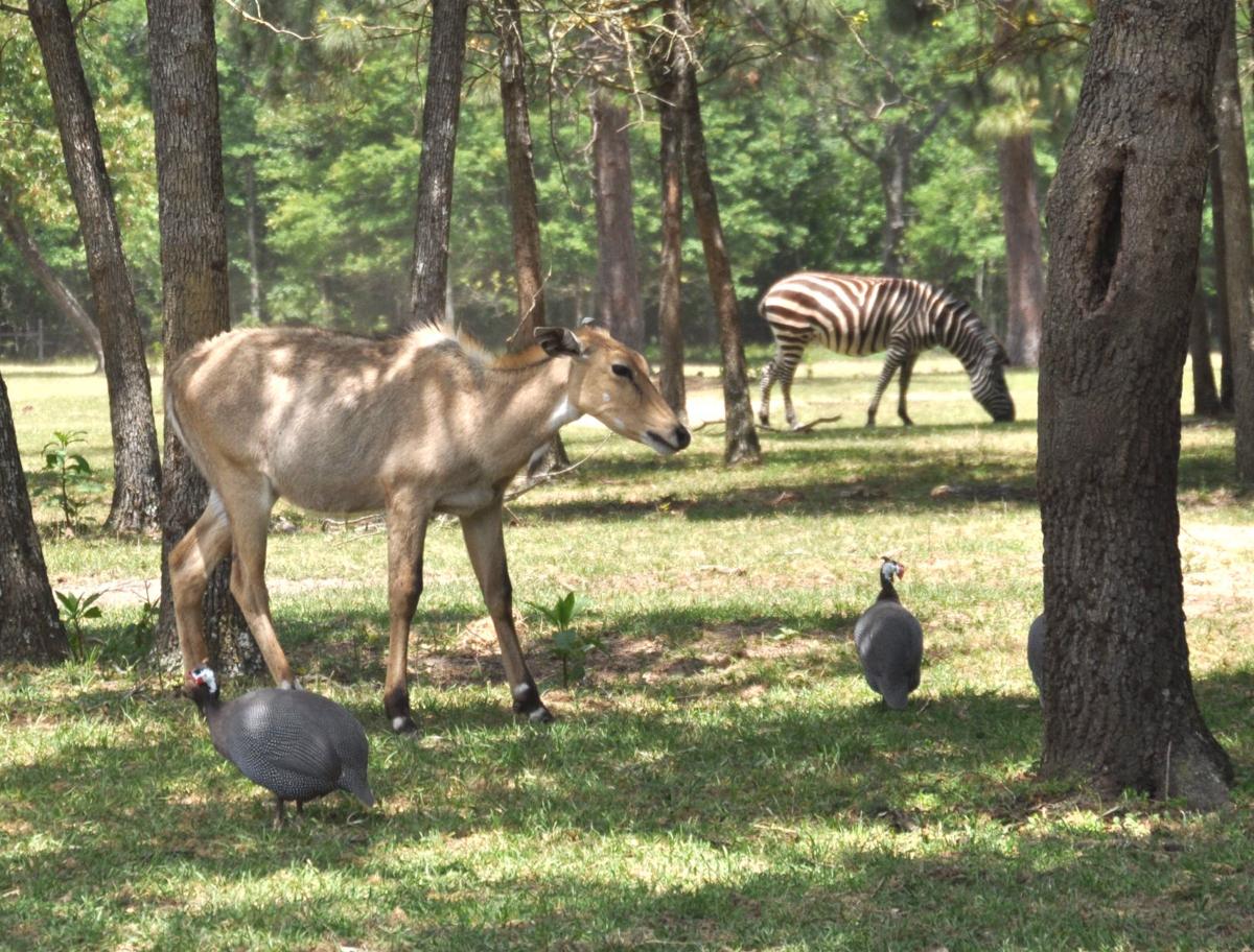 eudora wildlife safari park