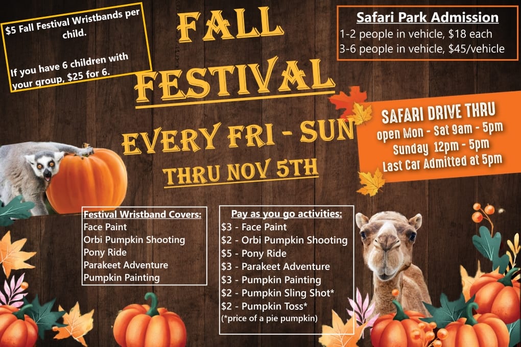 We can't end the month of October without a Fall Festival! Join us